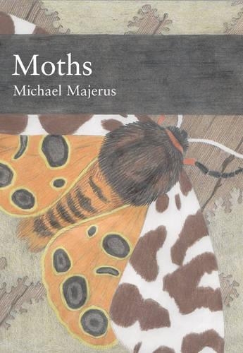 Moths