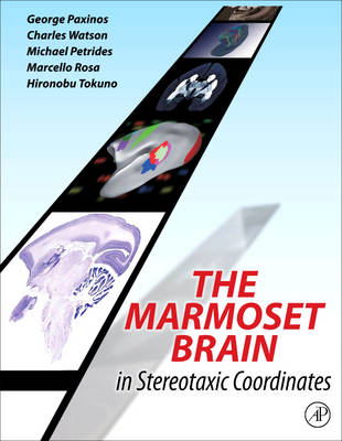 The Marmoset Brain in Stereotaxic Coordinates