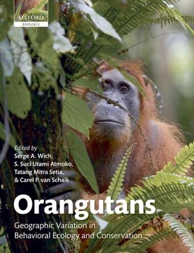 Orangutans