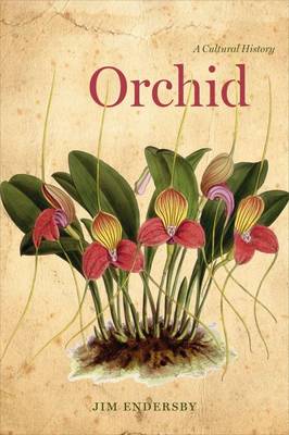 Orchid