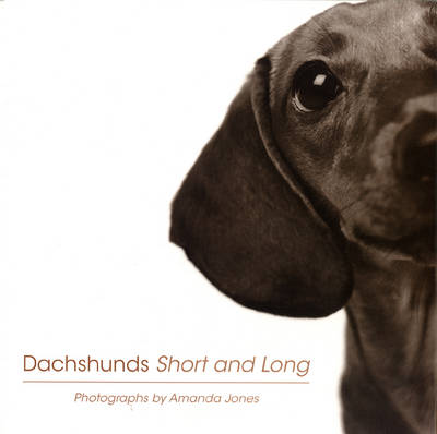Dachshunds Short And Long