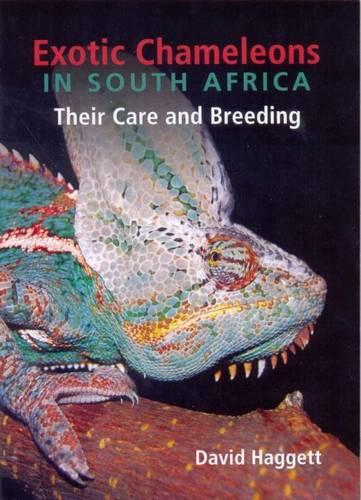 Exotic Chameleons in South Africa