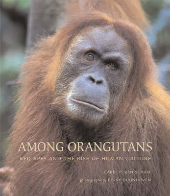 Among Orangutans