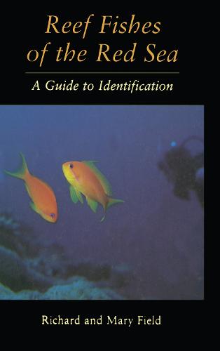 Reef Fish Of The Red Sea