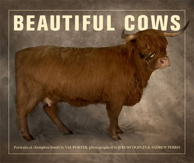 Beautiful Cows