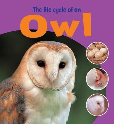 Learning About Life Cycles: The Life Cycle of an Owl