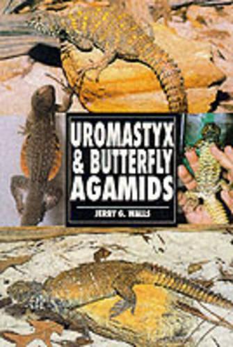 Uromastyx and Butterfly Agamids