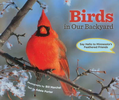 Birds in Our Backyard