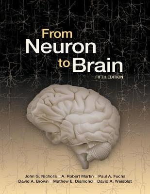 From Neuron to Brain
