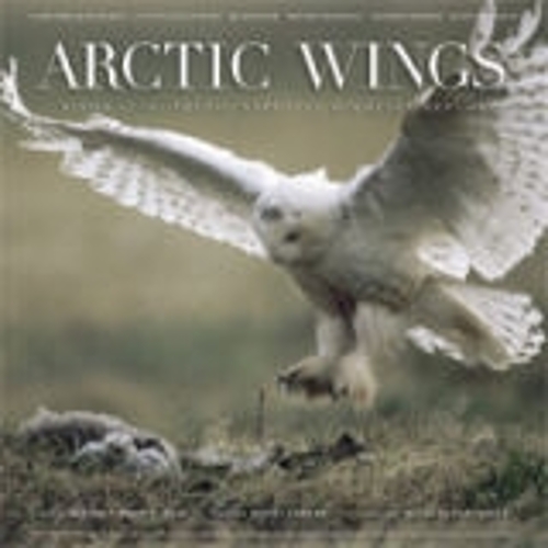 Arctic Wings