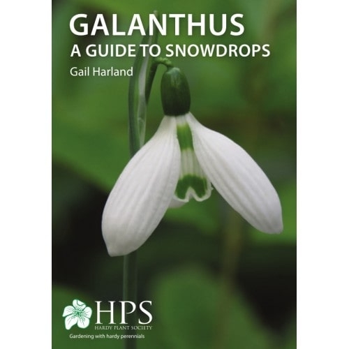 Galanthus