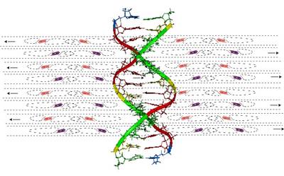 Chromosomal Architecture