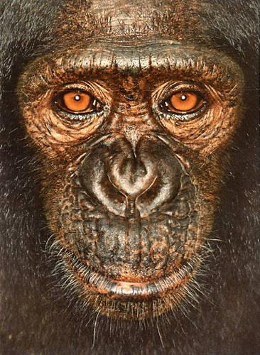James and Other Apes