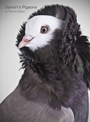 Darwin's Pigeons