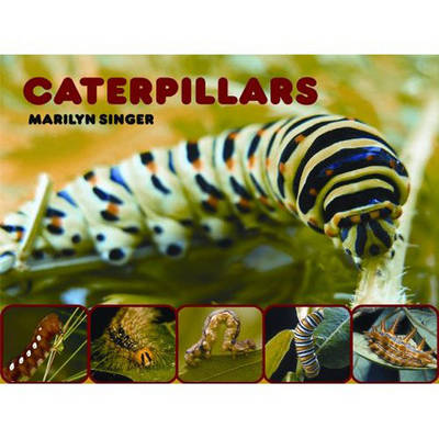 Caterpillars