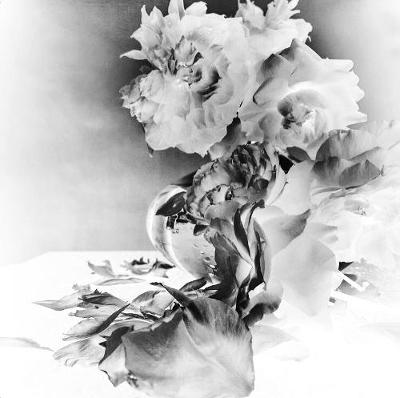 NICK KNIGHT Roses