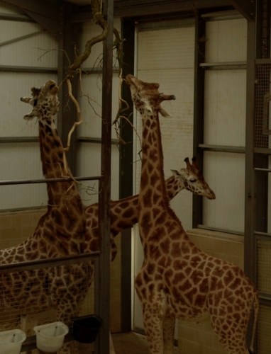 Kosher Giraffe Trilogy