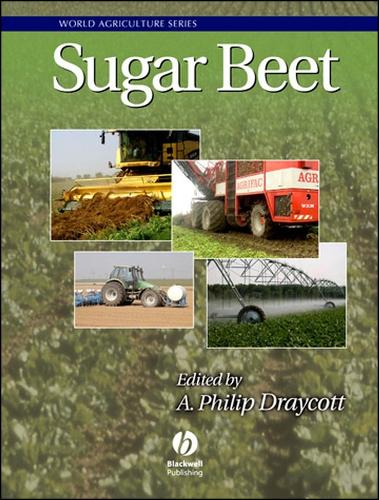 Sugar Beet