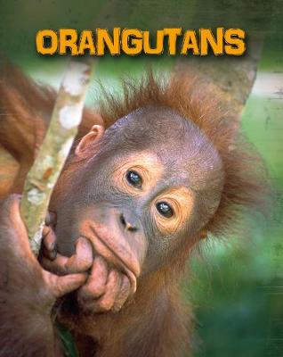 Orangutans