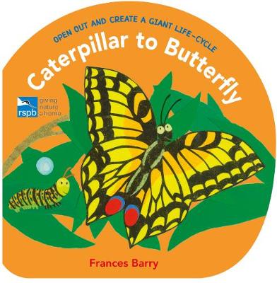 Caterpillar to Butterfly