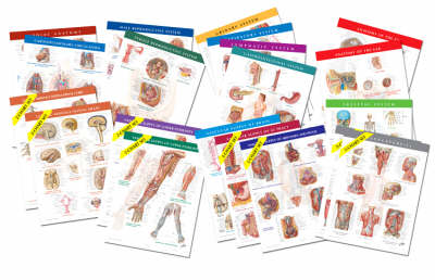 Netter Anatomy Charts