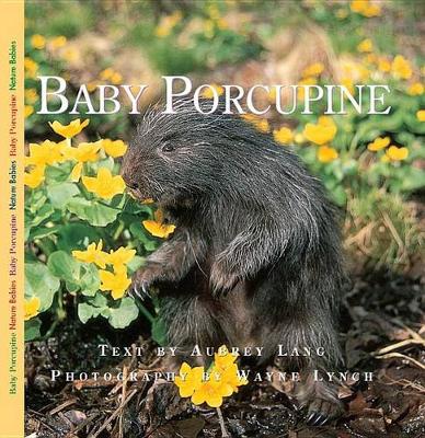 Baby Porcupine