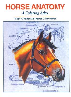 Horse Anatomy