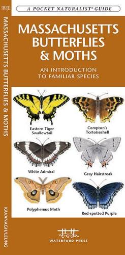 Massachusetts Butterflies & Moths