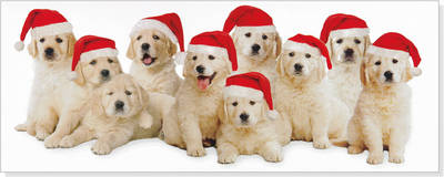 Panoramic Boxed Christmas Cards: Santa Pups