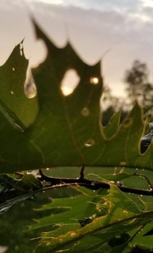 Leafy Morning Journal