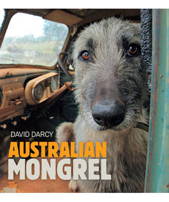 Australian Mongrel