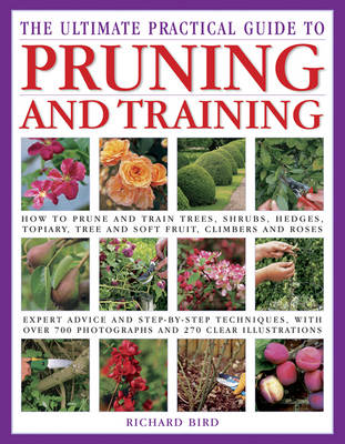 Ultimate Practical Guide to Pruning and Training
