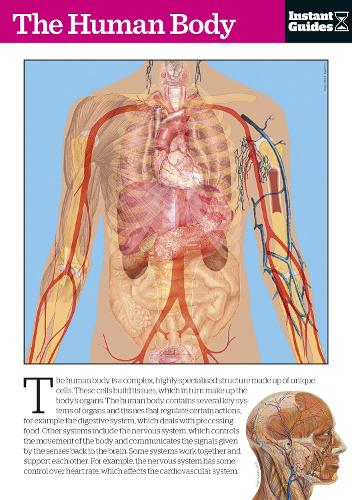 The Human Body