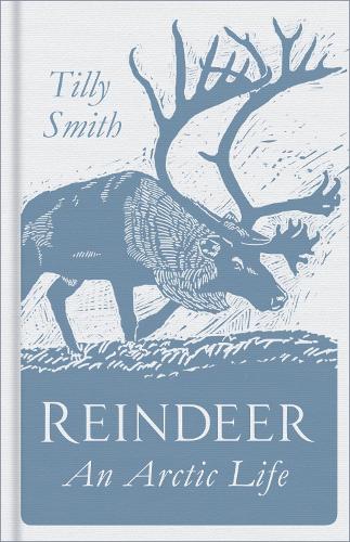 Reindeer