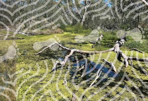Mosses and Marshes