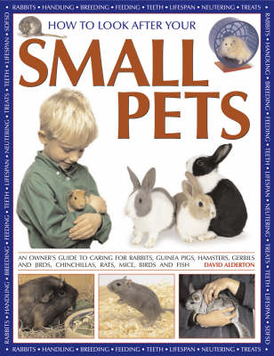 How to Look After Your Small Pets