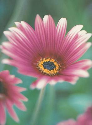 Daisy Notecards