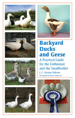 Backyard Ducks and Geese