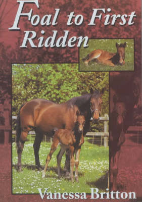 Foal to First Ridden