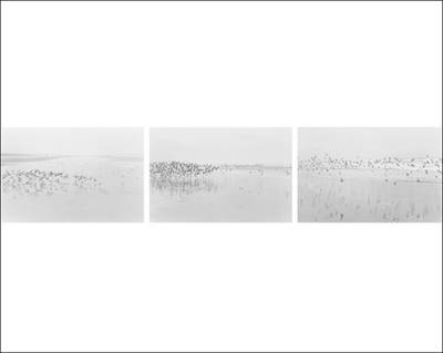 Robert Adams - Light Balances / on Any Given Day in Spring