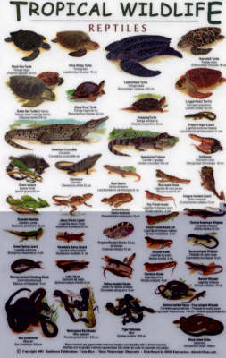 Reptiles