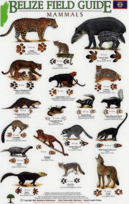 Mammals/tracks