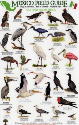 Sea and Shore Birds