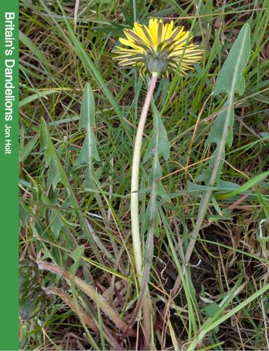 Britain's Dandelions
