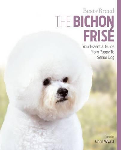 Bichon Frise Best of Breed