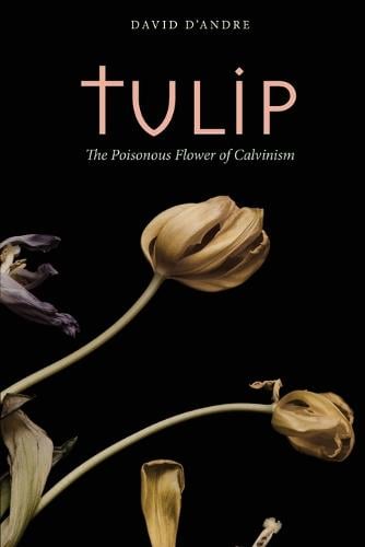 Tulip