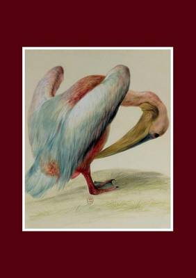 Carnet Blanc, Pï¿½lican