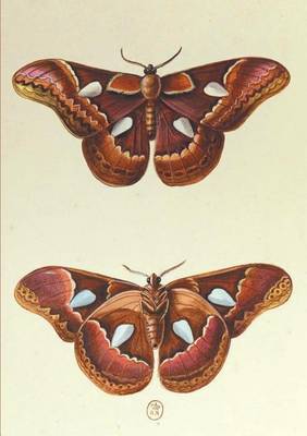 Carnet Lignï¿½, Papillons Le Porte-Miroir