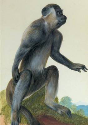 Carnet Lign�, Macaque