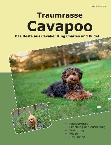 Traumrasse Cavapoo